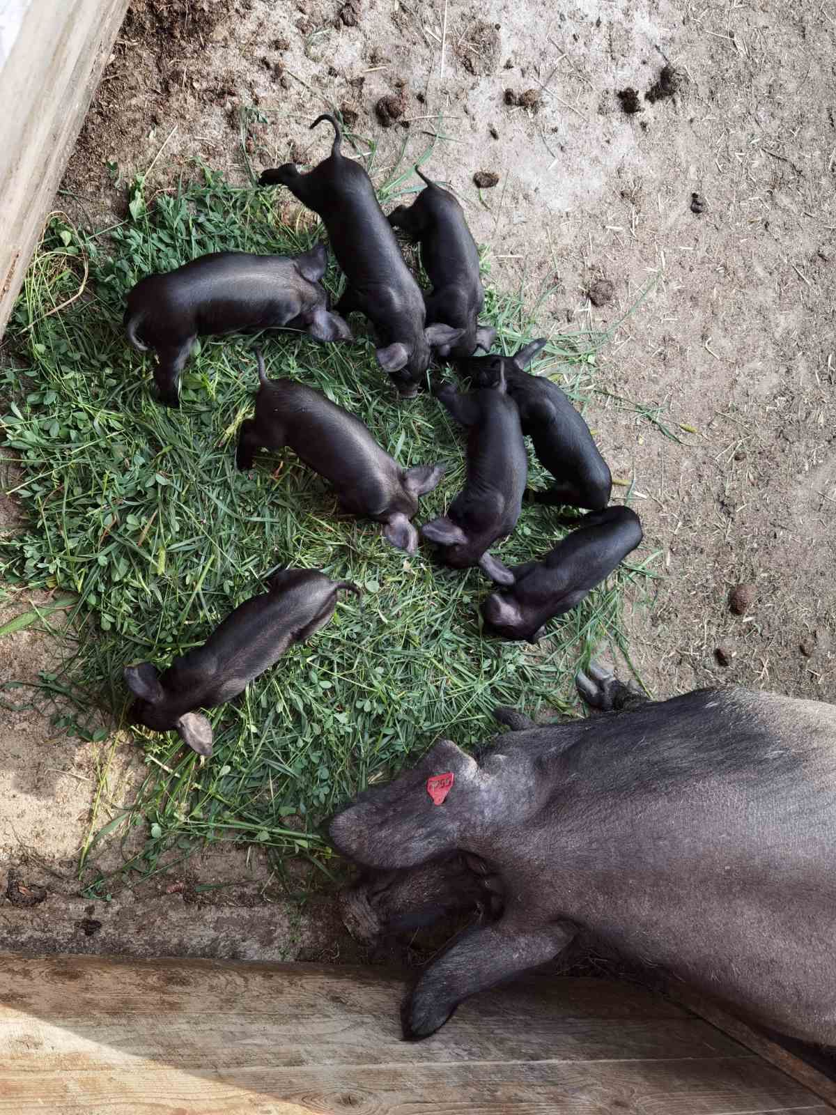 Slika Farme PG Isailovic