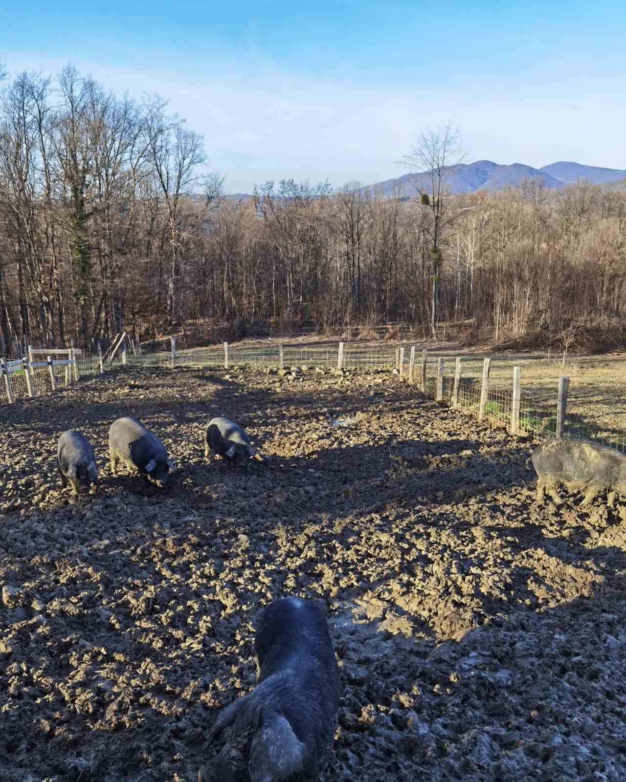 Slika Farme PG Isailovic