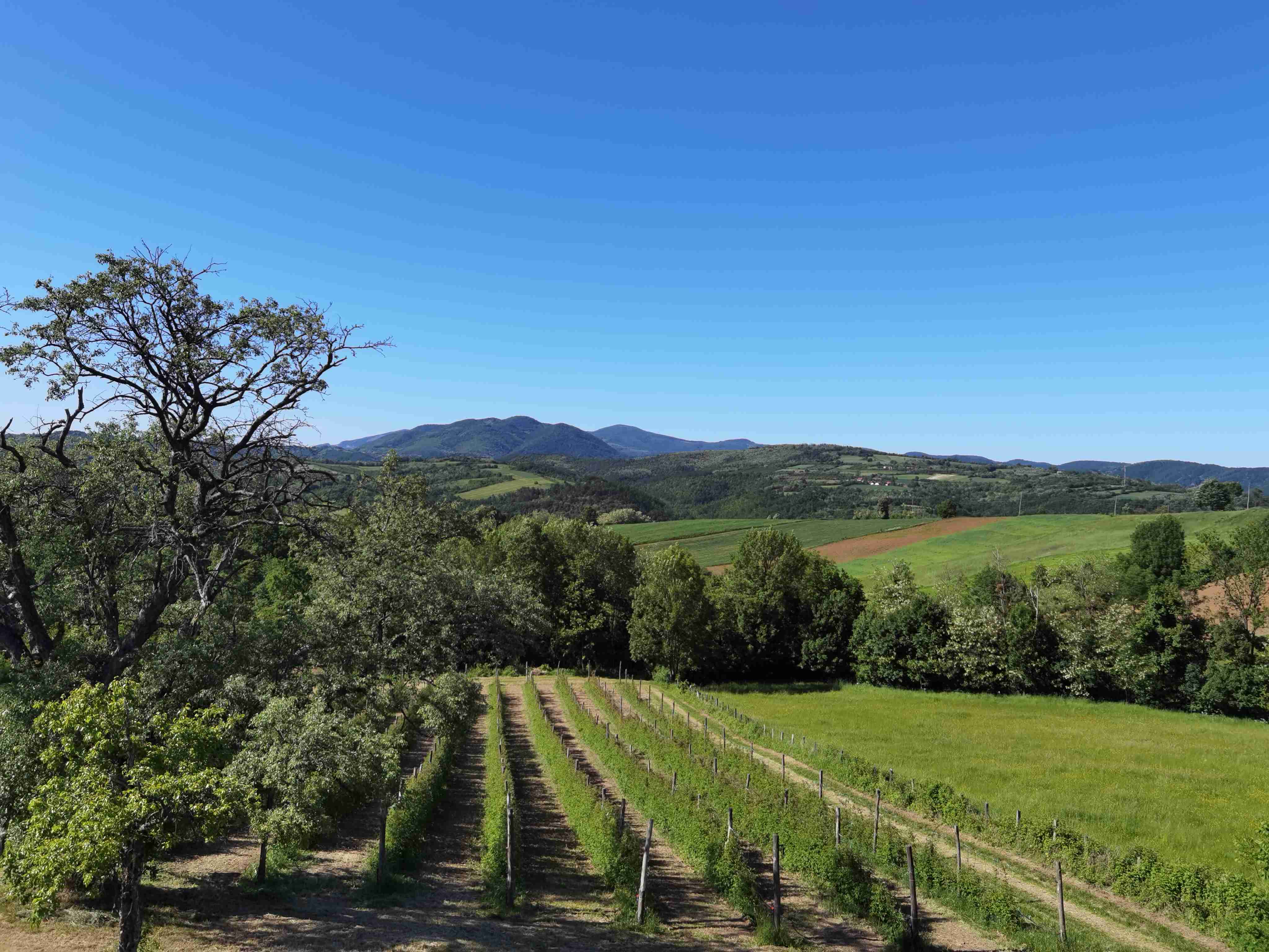 Slika Farme PG Isailovic