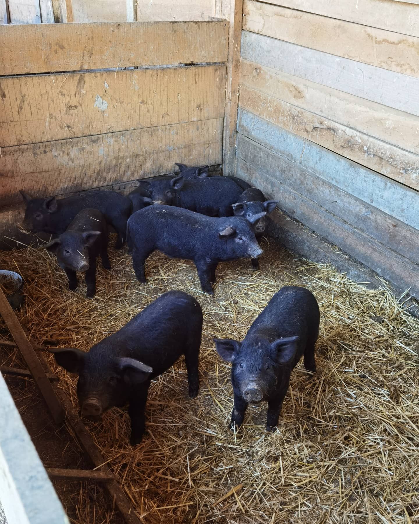 Slika Farme PG Isailovic