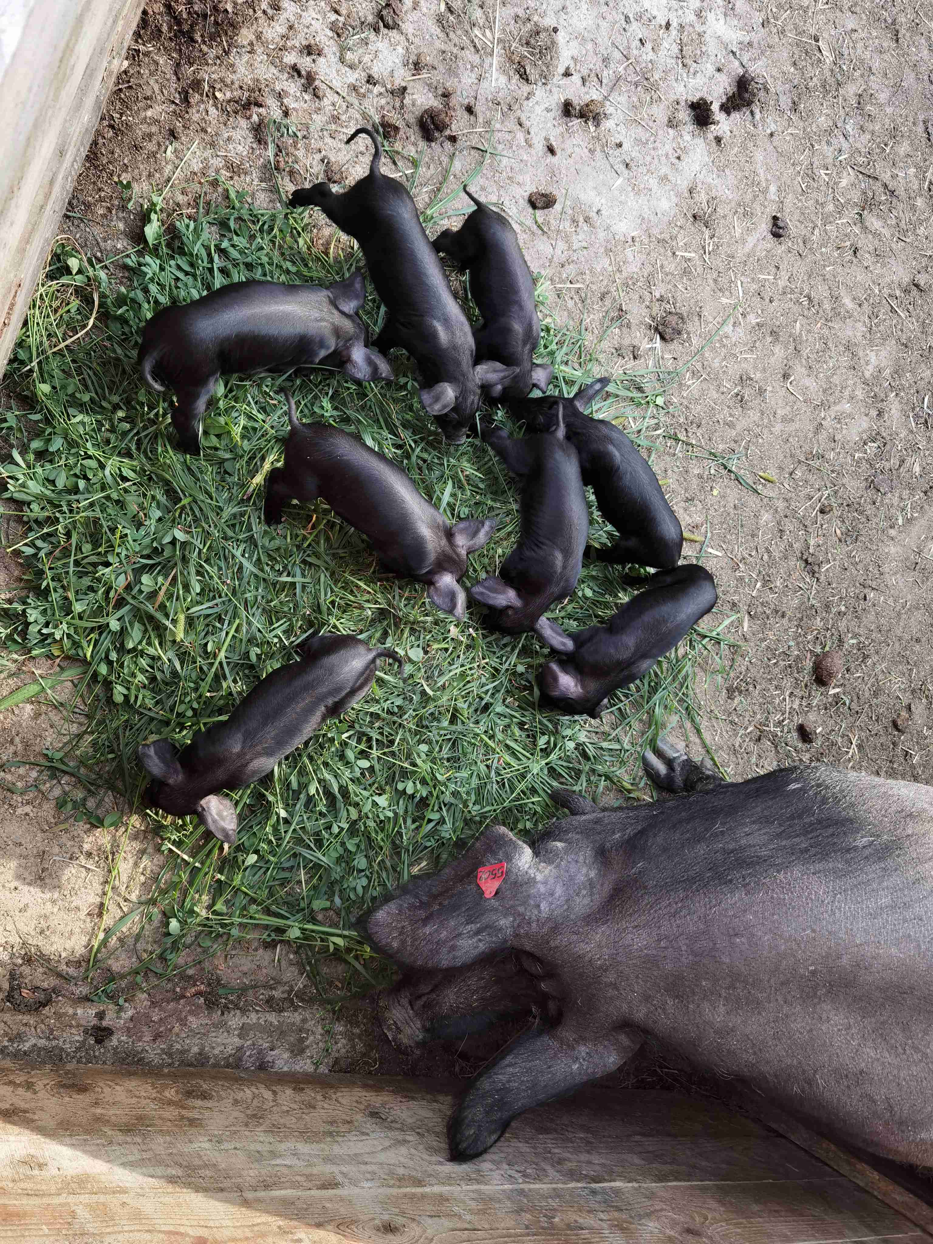 Slika Farme PG Isailovic