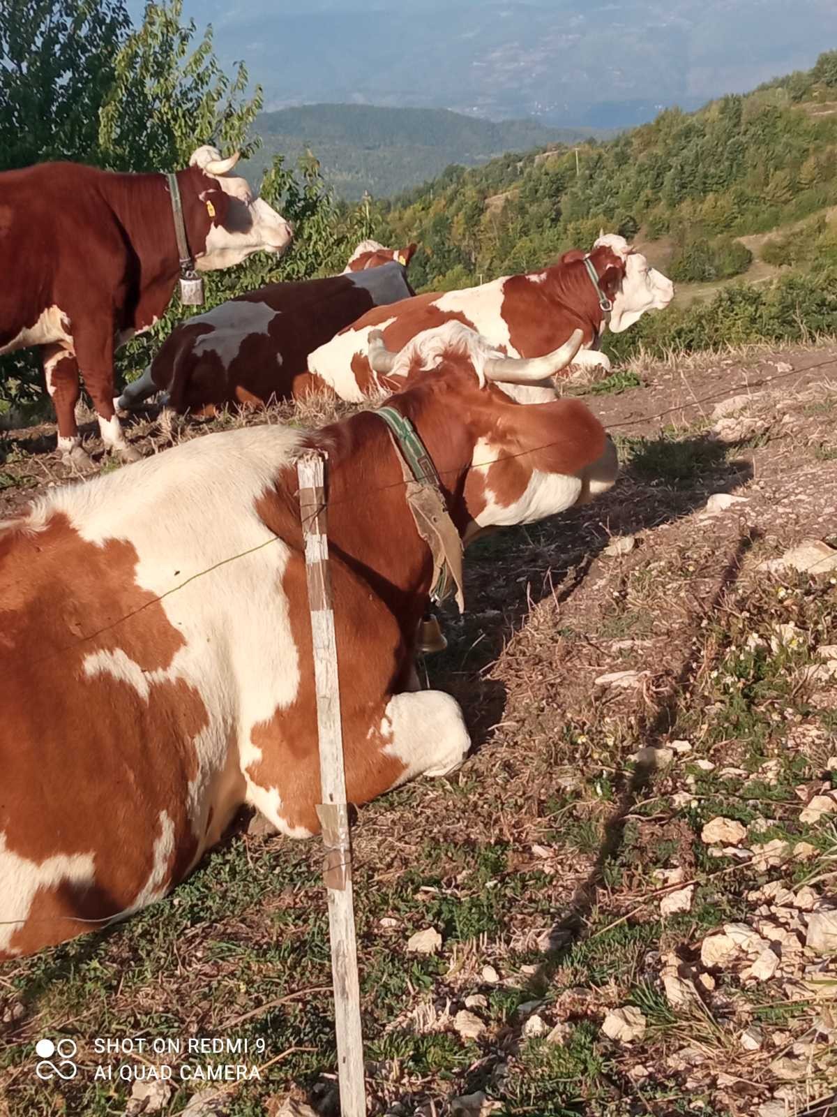 Slika Farme PG Hajdarović