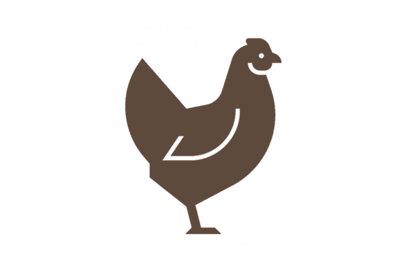Kokoš