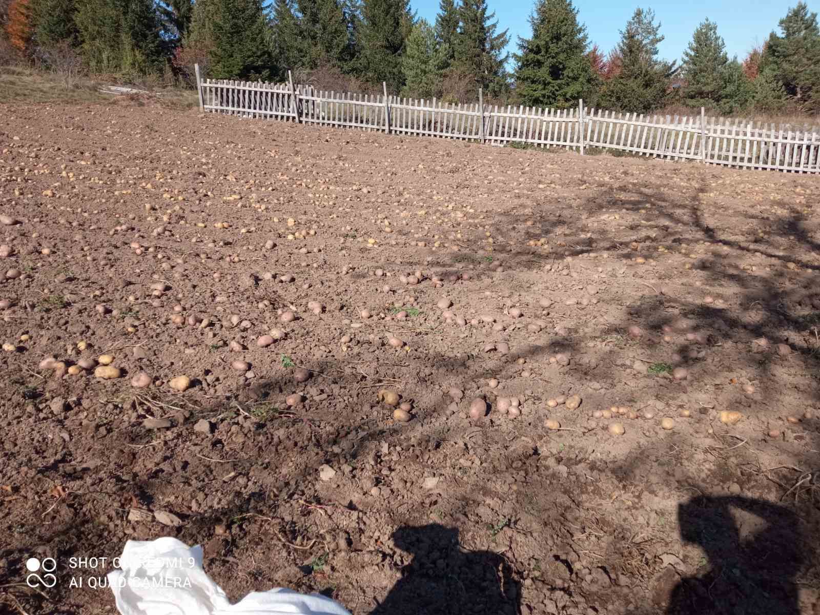 Slika proizvoda Krompir domaći 10 kg