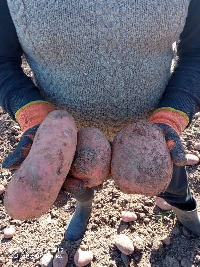 Slika proizvoda Krompir domaći 10 kg