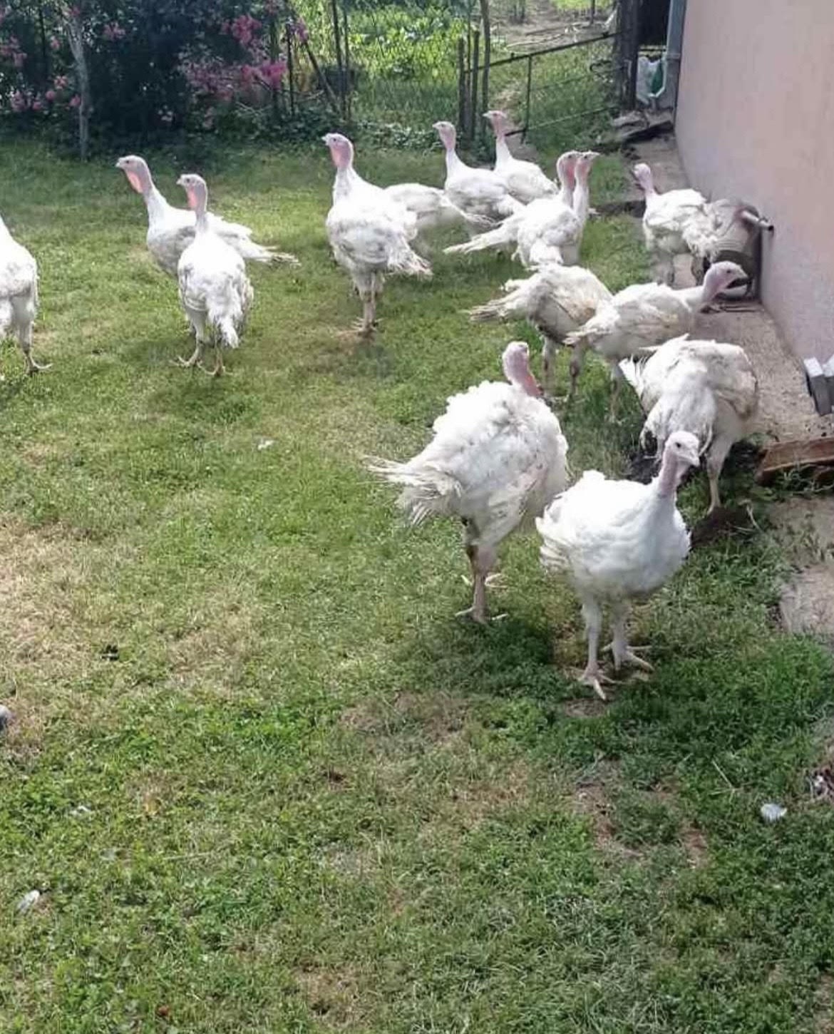 Slika proizvoda