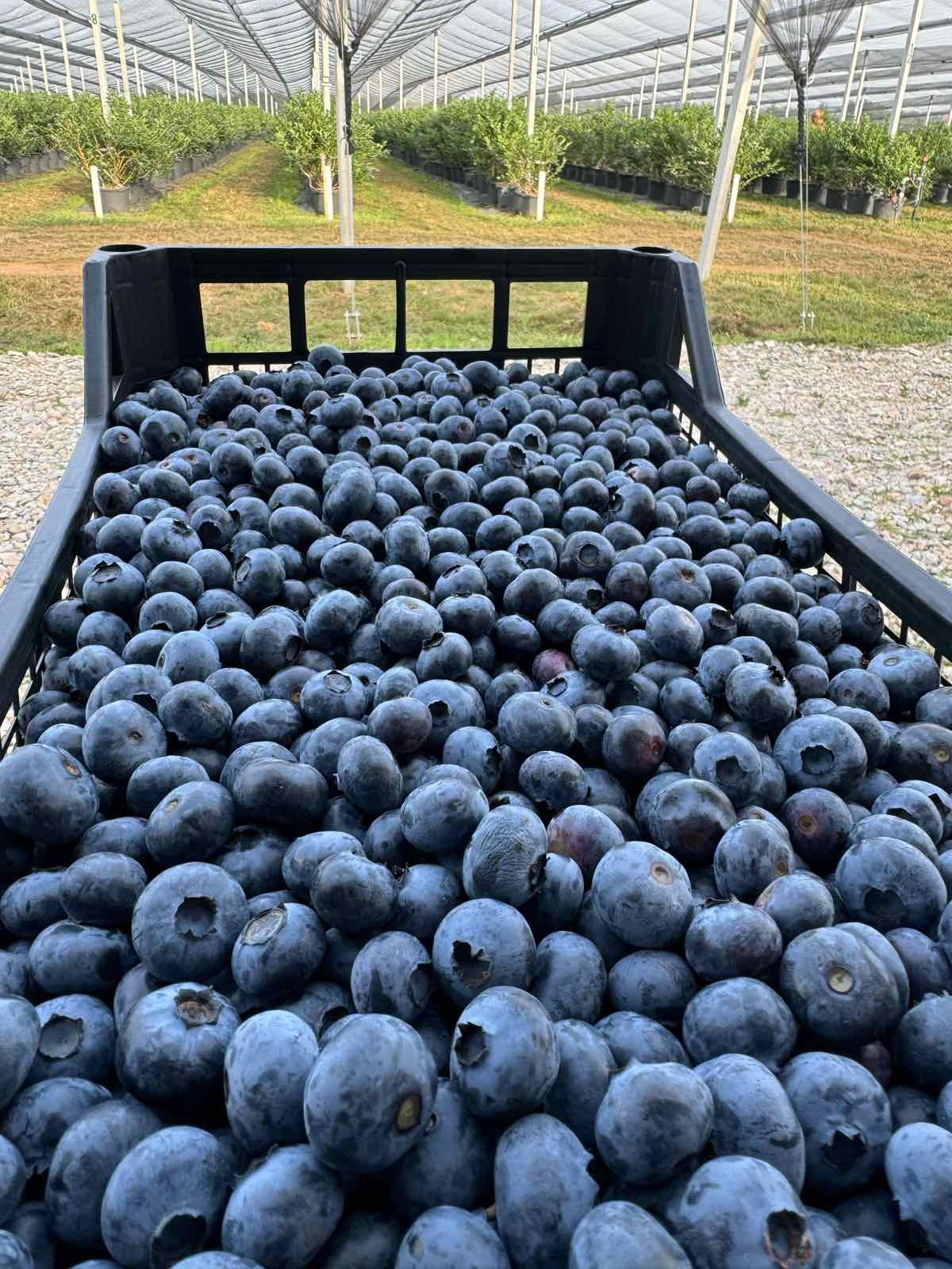 Slika proizvoda Sveža Borovnica 1kg